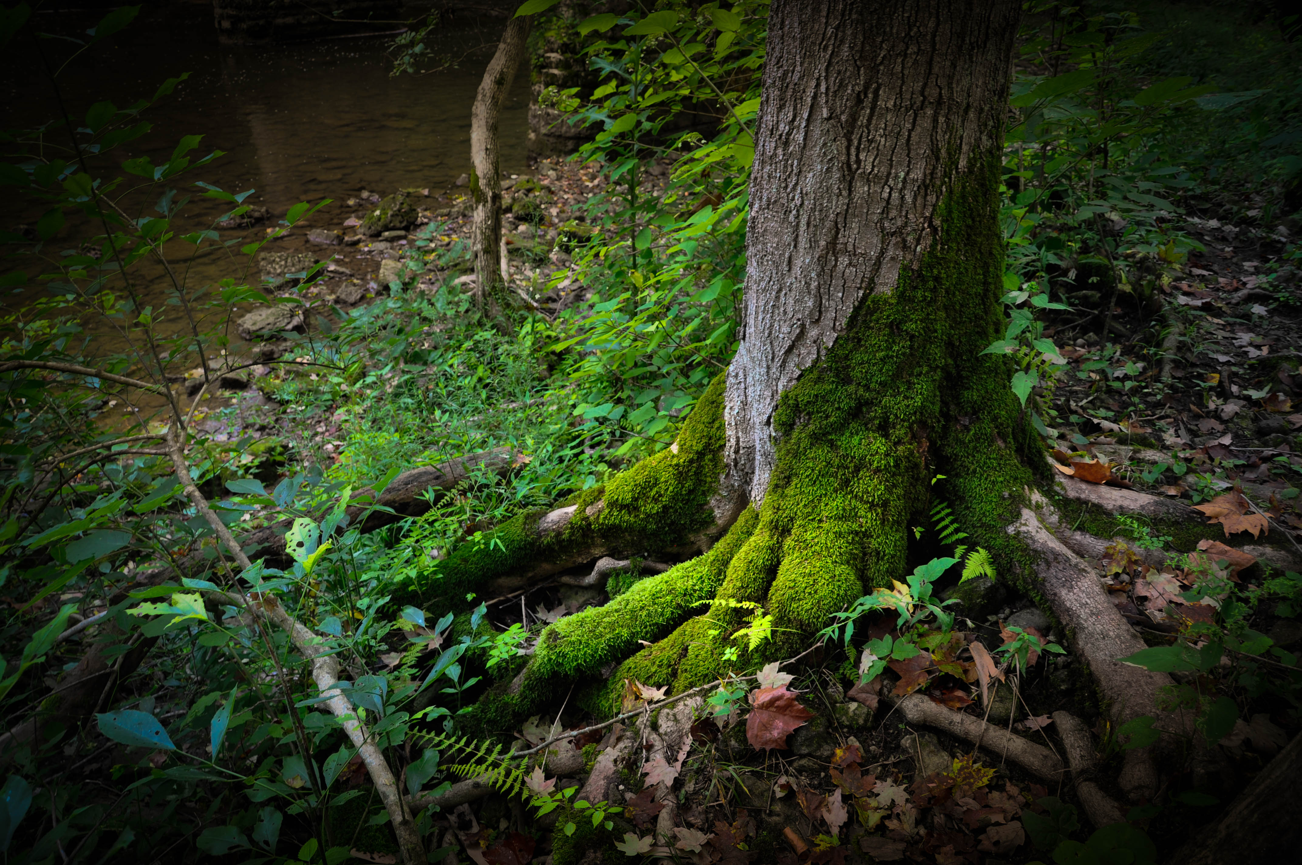 John Bryan park moss tree by Larry Hensel